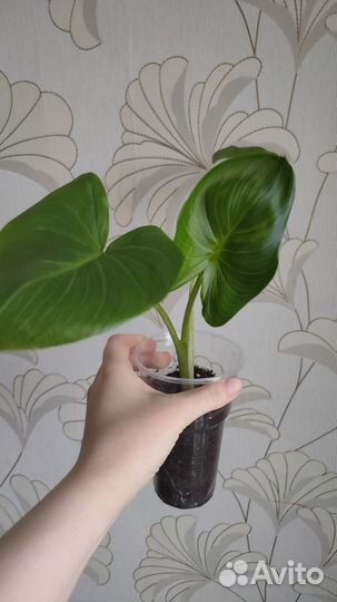 Калла, сциндапсус,эпипремнум