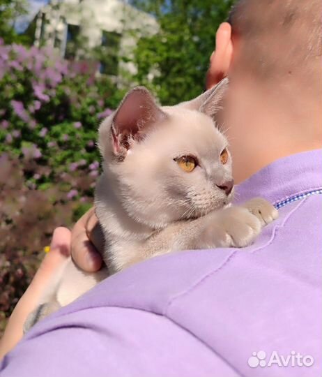 Бурманские лиловые мальчики