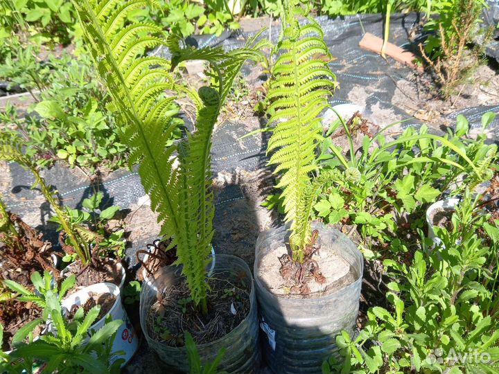 Папоротник страусник