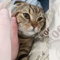 Шотландский вислоухий короткошёрстный, взрослый кот