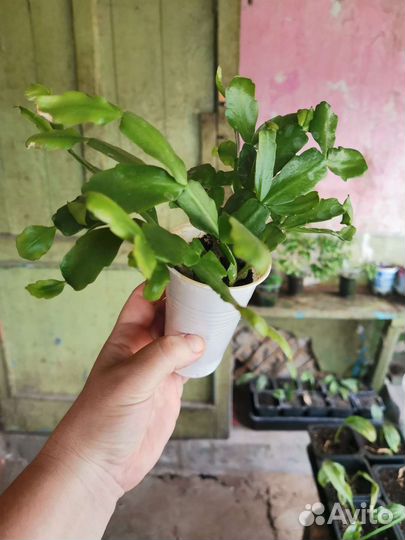 Декабрист шлюмбергера розовый и желтый