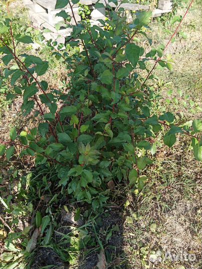 Саженцы вишни черной, сливы жёлтой, чернослив