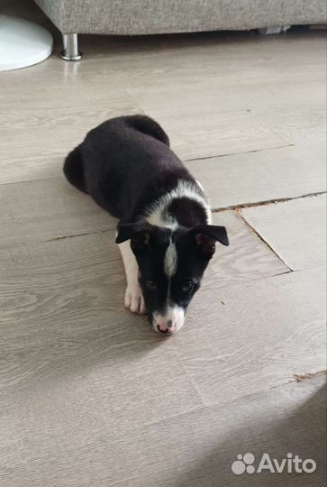 Щеночки 3,5 месяца в добрые руки