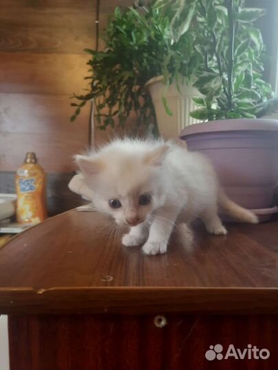 Кошки в добрые руки бесплатно
