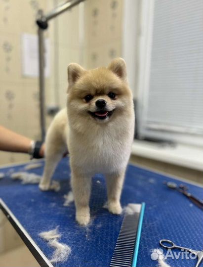 Грумер,стрижка собак и кошек