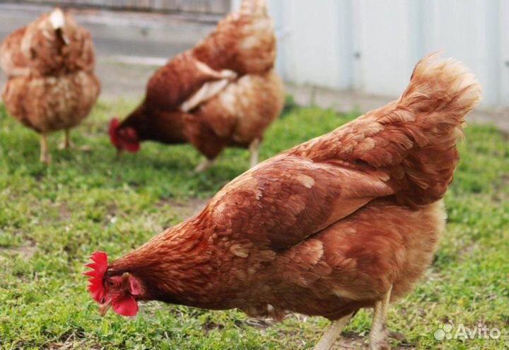 Куры несушки с доставкой