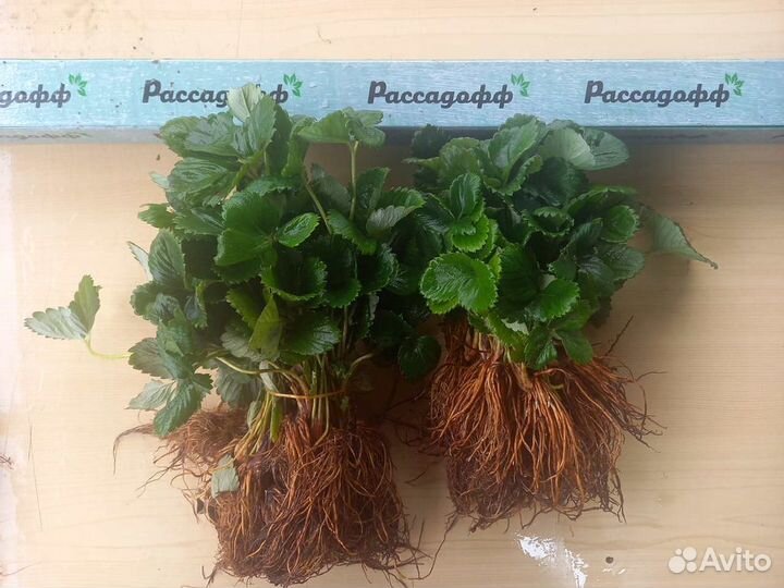 Рассада клубники. Крупная ягода