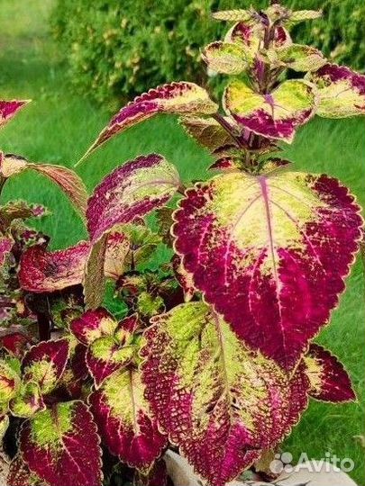 Колеусы укорененные