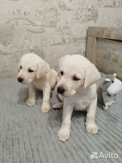 Лабрадор ретривер