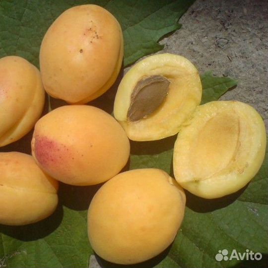 Саженцы абрикос разные сорта (предзаказ)