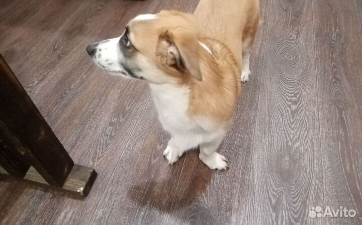 Метис корги в добрые руки