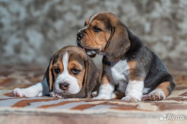 Щенки бигль