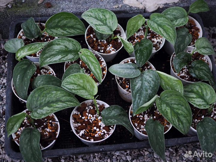 Scindapsus Silver Swan