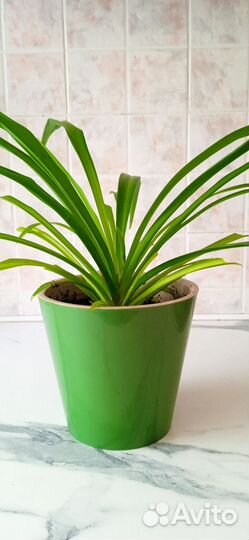 Хлорофитум молодой (2 года) в горшке