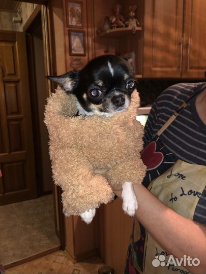 Одежда для собак мелких пород