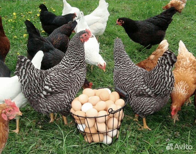 Мулард Утка бройлер