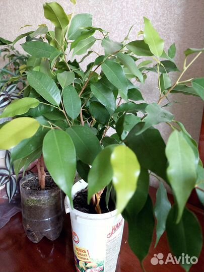 Фикус бенджамена