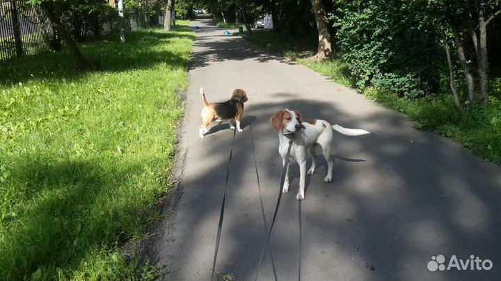 Домашняя передержка животных