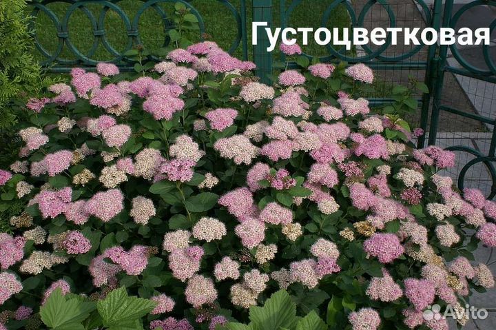 Спирея (разные сорта)