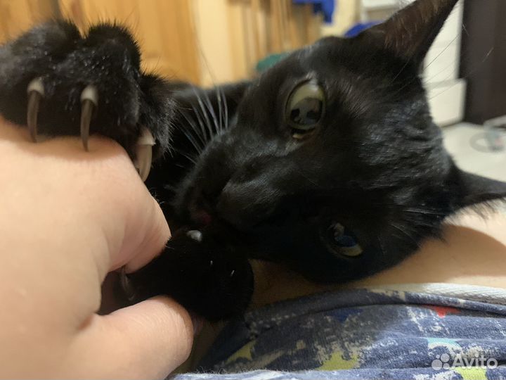 Кошка бесплатно