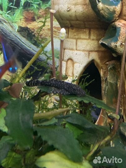 Сомики Анциструсы