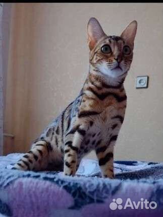 Бенгальская кошечка