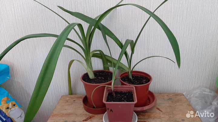 Кливия Гардена,традесканция, хойя