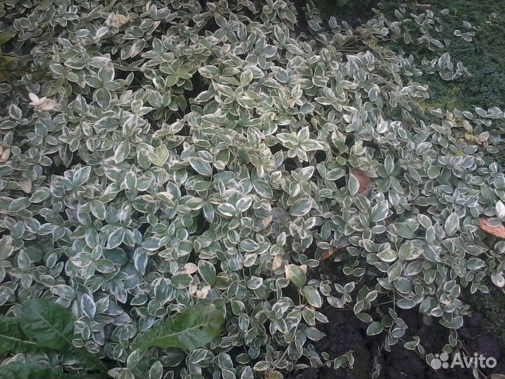 Барвинок малый (4 сорта)