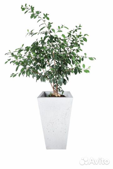 Бетонные кашпо на заказ и в наличии