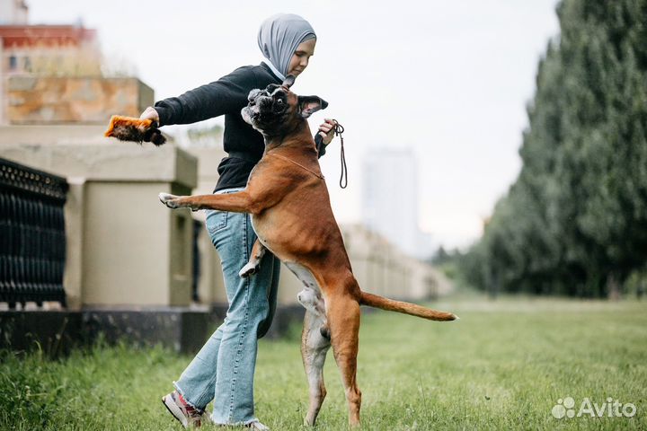 Подготовка к выставкам.Хендлер