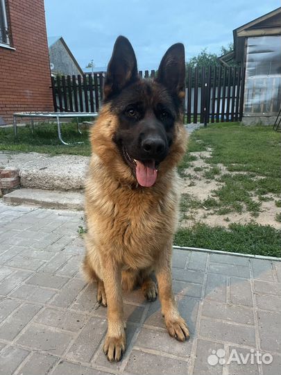 Немецкая овчарка, вязка