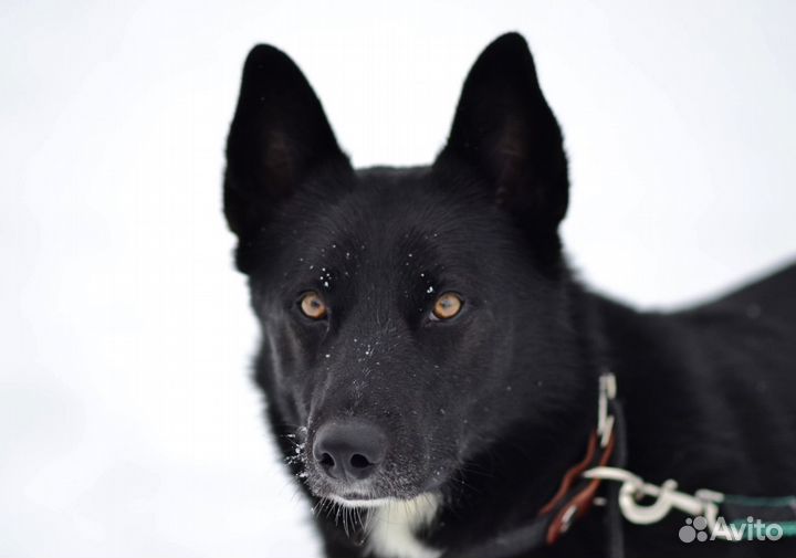 Собака из приюта ждет семью