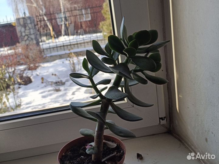 Комнатные цветы