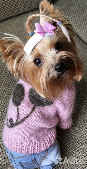 Одежда для собак маленьких пород