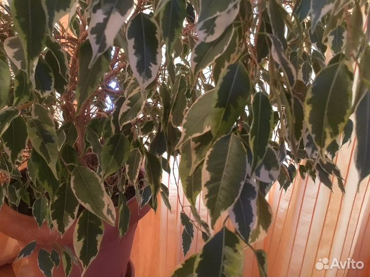Фикус бенджамина большой