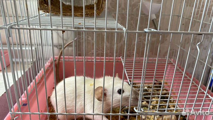 Крыса ручная