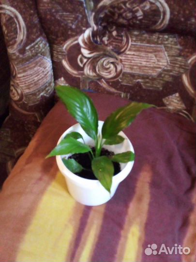 Спатифиллум