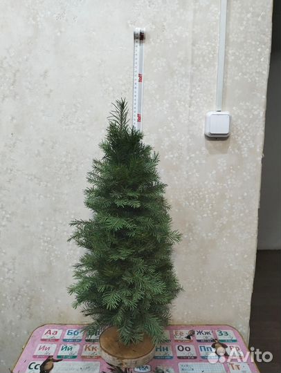 Елочка настольная из пихты