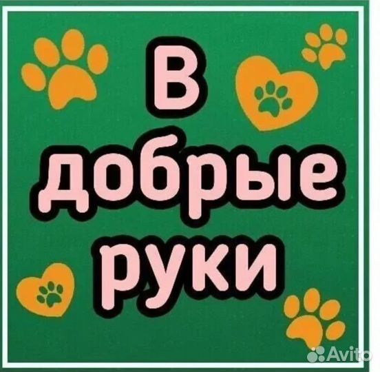 Собака алабай