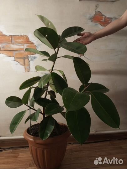 Фикус дерево