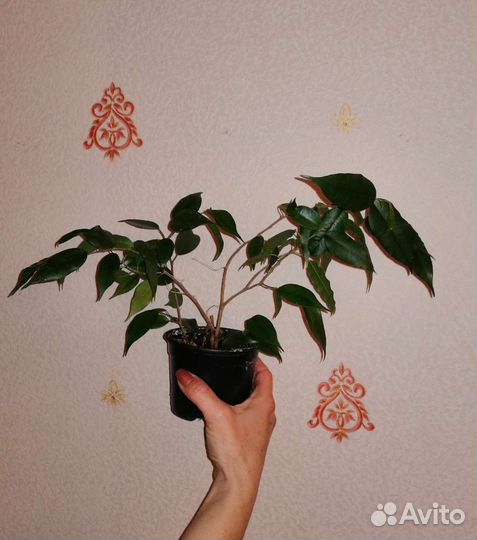 Фикус Бенджамина, кудрявый