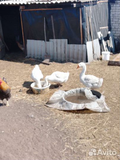 Продам гусей