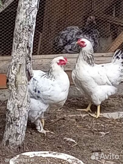 Куры петухи
