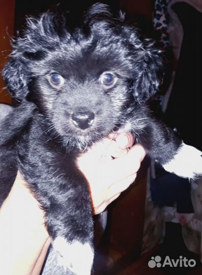 Щенки от цветной болонки