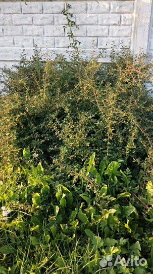 Кизильник гортзонтальный