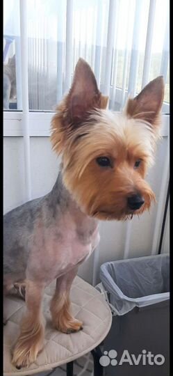 Вязка Йоркширский терьер