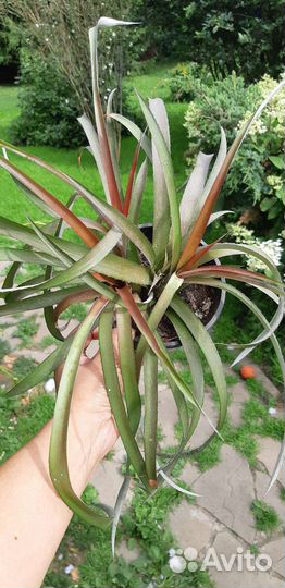 Тилландсия