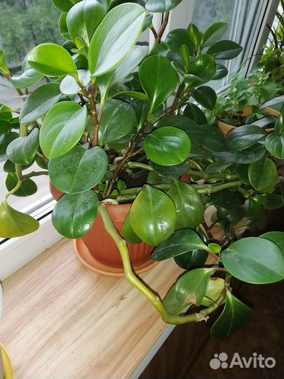 Пиперония туполистная