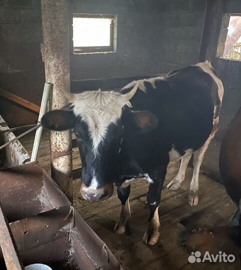 Телка на убой