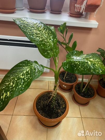 Диффенбахия